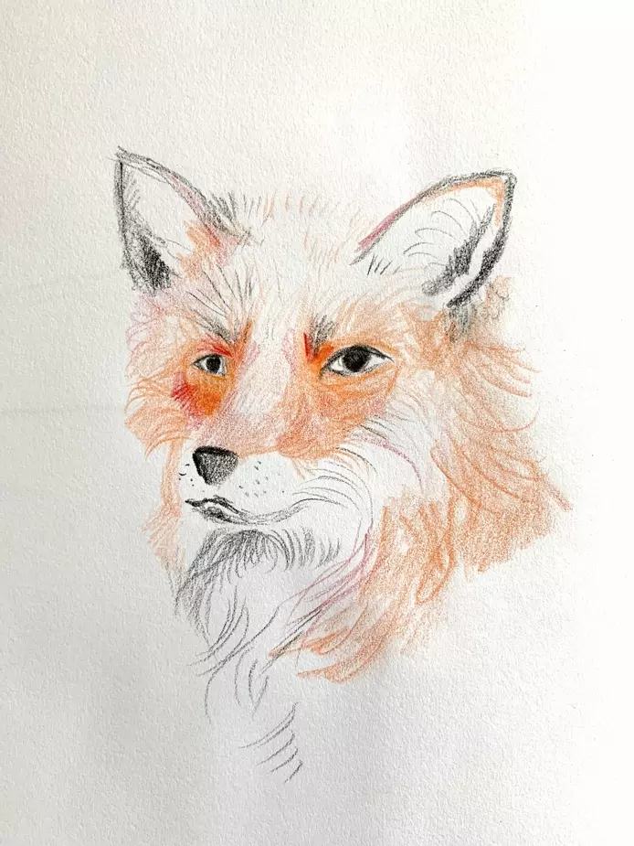 a coloured pencil sketch of a red fox. The fox is three quarters side on, he is looking serious and noble. 